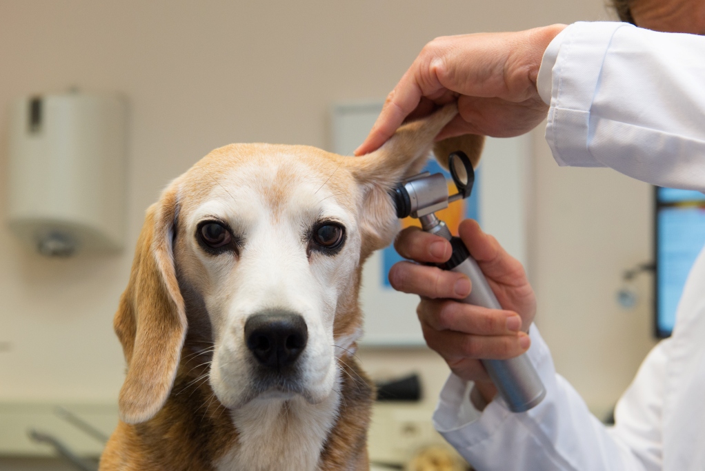 Private equity veterinary care deals show investor appetite for pet health