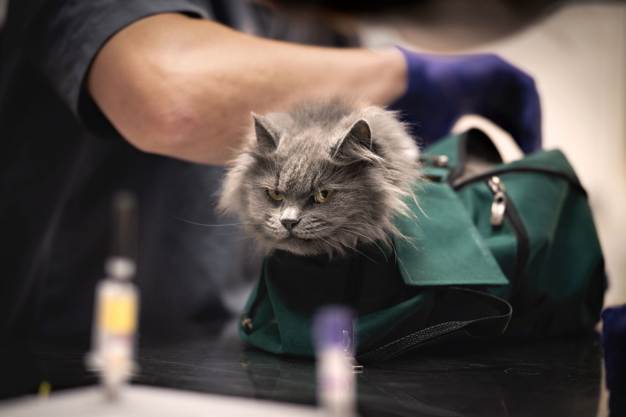 Warburg Pincus and Great Point press private equity’s vet care push