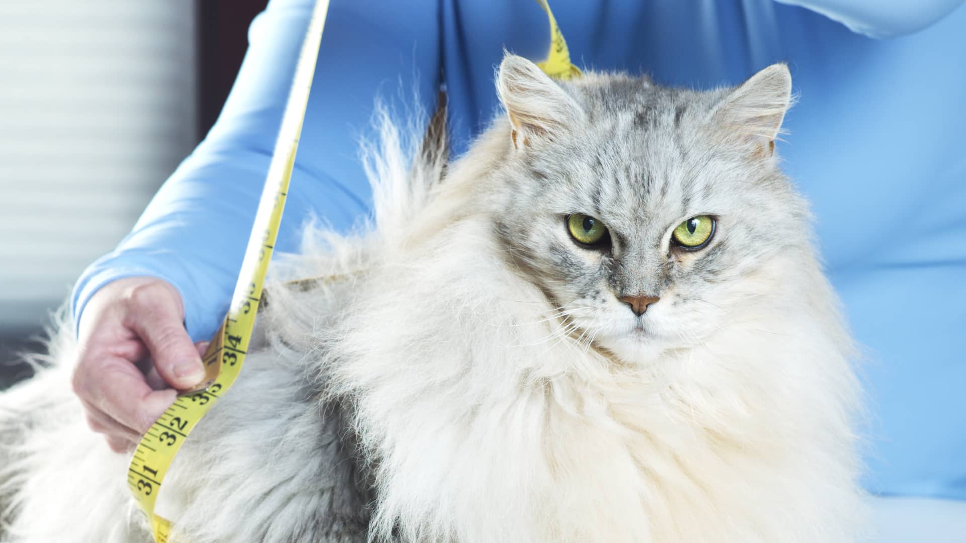 Biotech firms test GLP-1 weight-loss treatments for cats